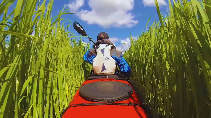 Henk paddling through tall grass on the Mississippi